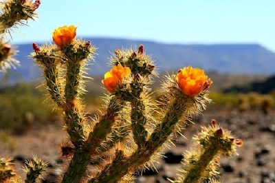 Escape To The Sonoran Desert