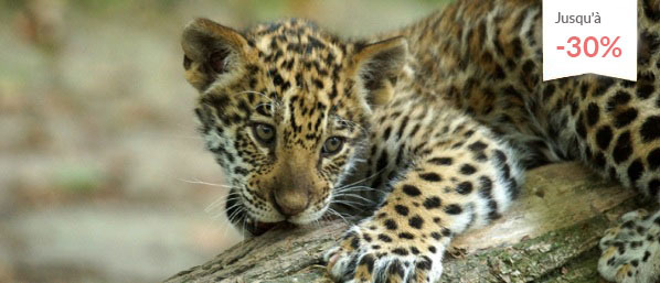 Escapade familiale & zoo de Beauval