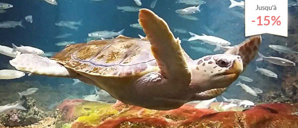 Séjour 4* avec visite de l'aquarium Nausicaa