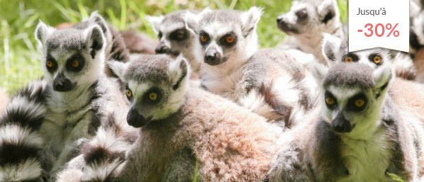 Séjour à la Vallée des Singes