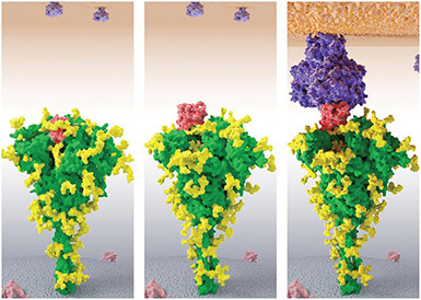 Protein Storytelling to Address the Pandemic