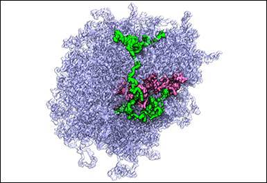 Mysterious Cellular Droplets Come into Focus