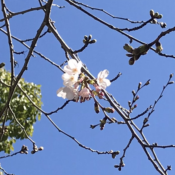 弊社近くの公園の桜
